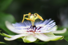 Passion flower