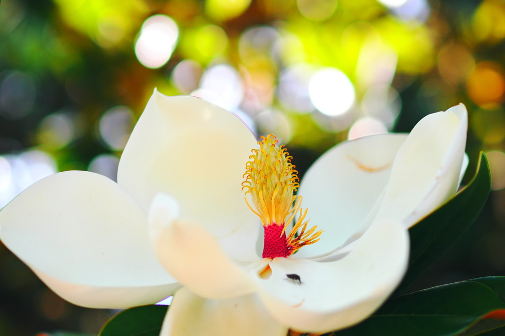 輝ける明るい一年に成ります様に！