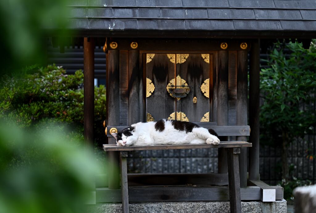 祠番(=^・^=)