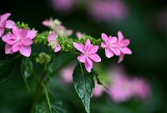神苑の紫陽花２