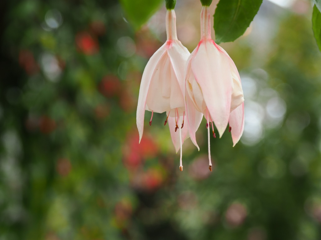 なばなの里温室の花２