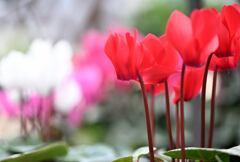 篝火花（カガリビバナ）