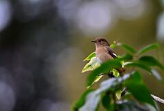 今季初のおジョウさん