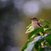 今季初のおジョウさん