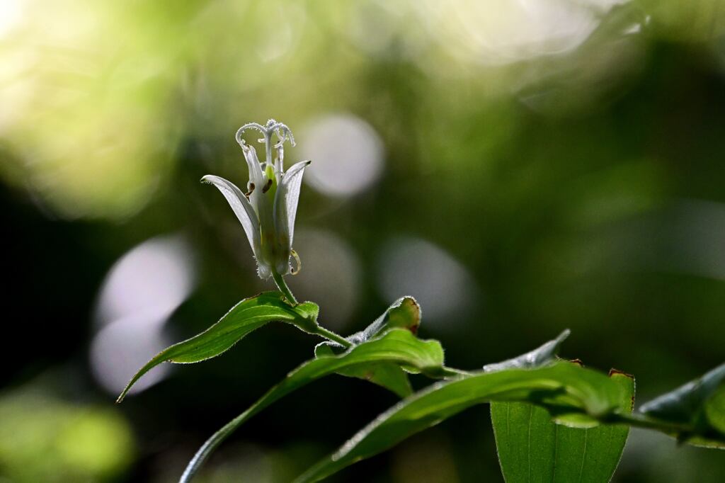 白花ホトトギス
