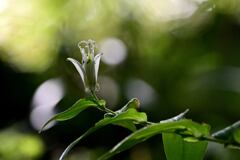 白花ホトトギス