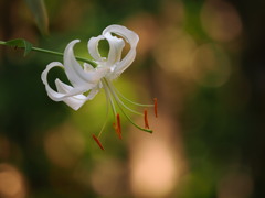 白花鹿の子ユリ