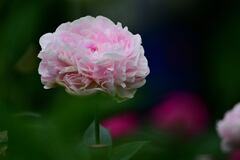 芍薬２