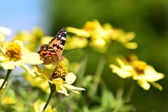 草津市立水生植物公園 7