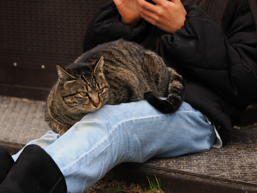 先斗町公園の(=^・^=)２