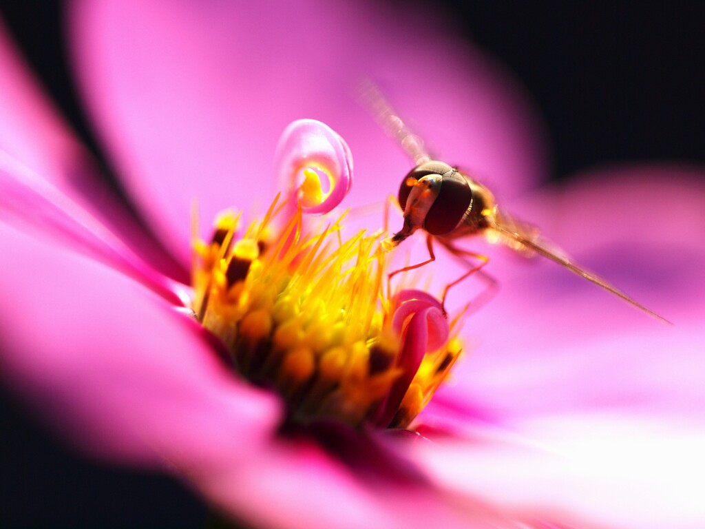 蜜に集う１