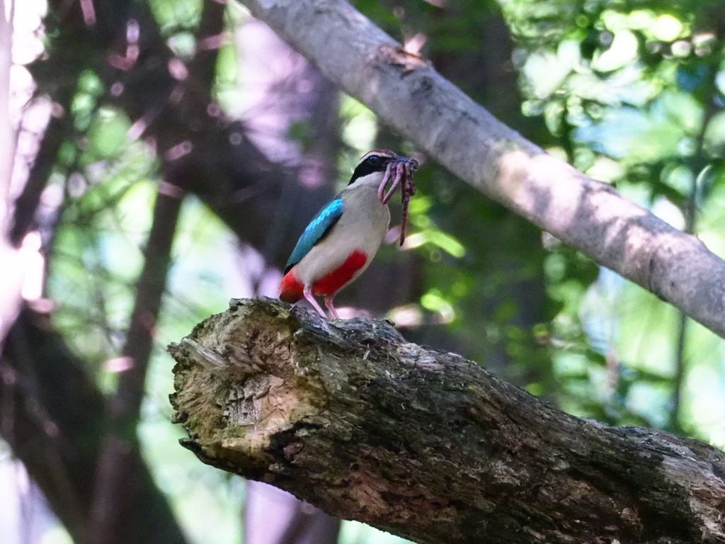 3年目のヤイロチョウ  3　2017年