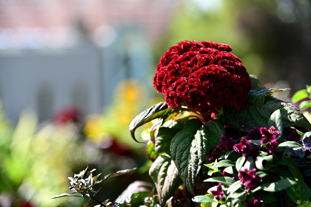 草津市立水生植物公園　５