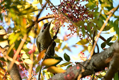 実りの秋とアオゲラ １