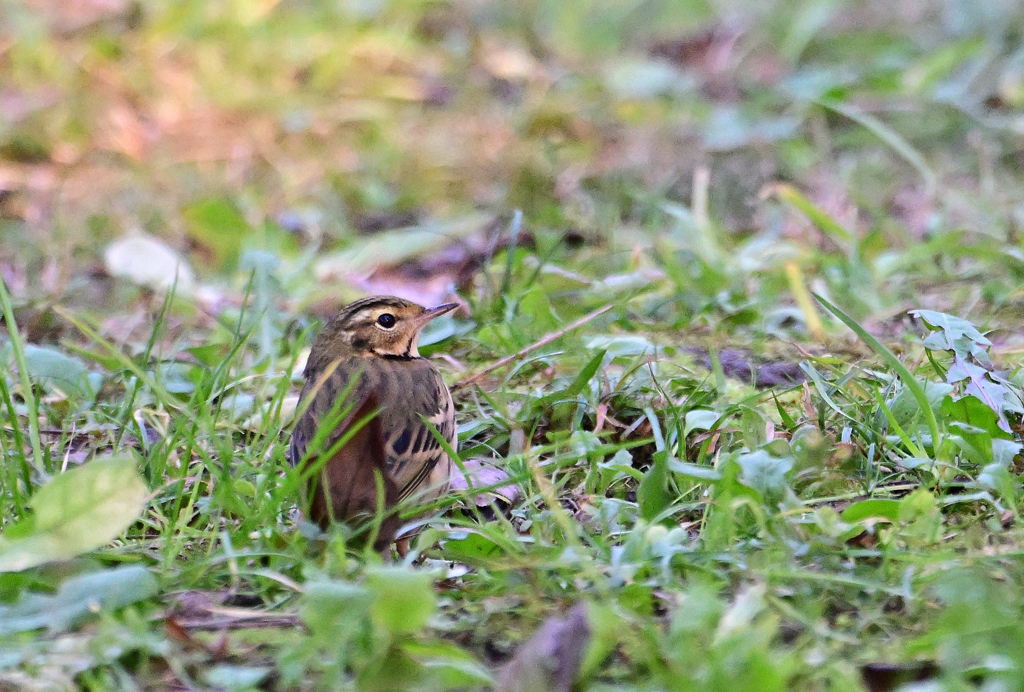 ペンギンみたいに！