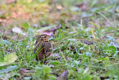 ペンギンみたいに！
