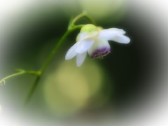 ２５年 森の妖精 ４