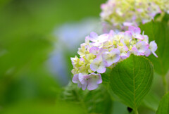 神苑の紫陽花１