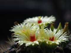 サボテンの花