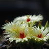サボテンの花