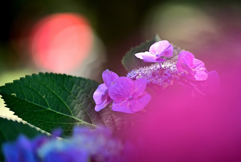 終盤の紫陽花