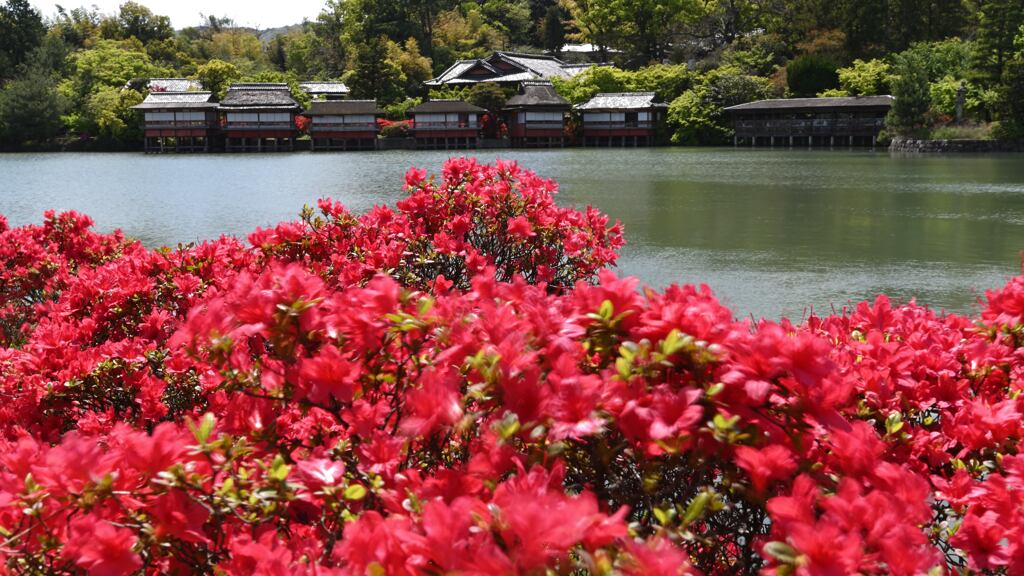 長岡天神のツツジ