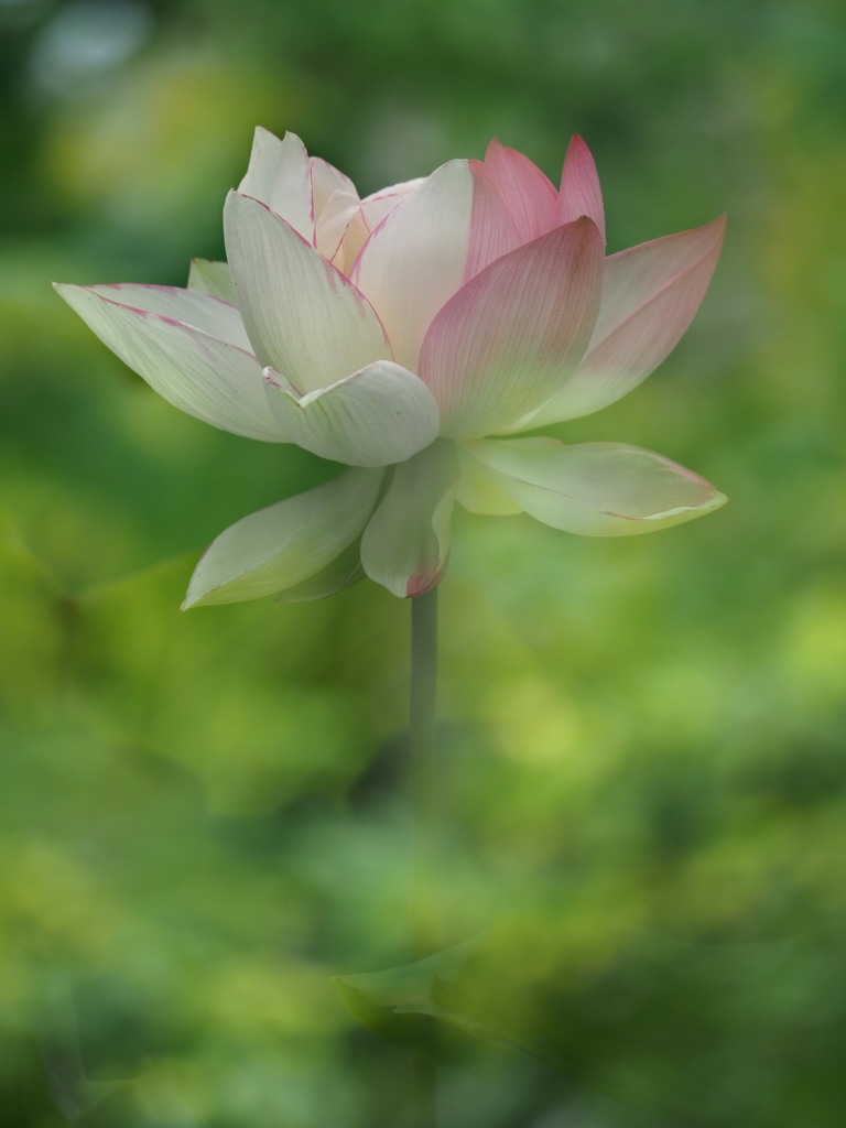 珍しい蓮