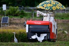 コンバインのオジャマムシ達