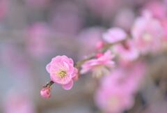 隣家の枝垂れ梅