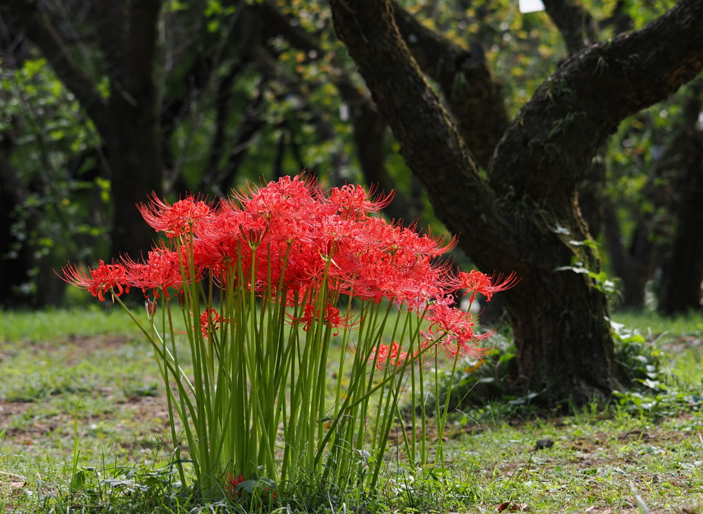 陽の彼岸花