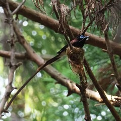 お蔵のサンコウチョウ１