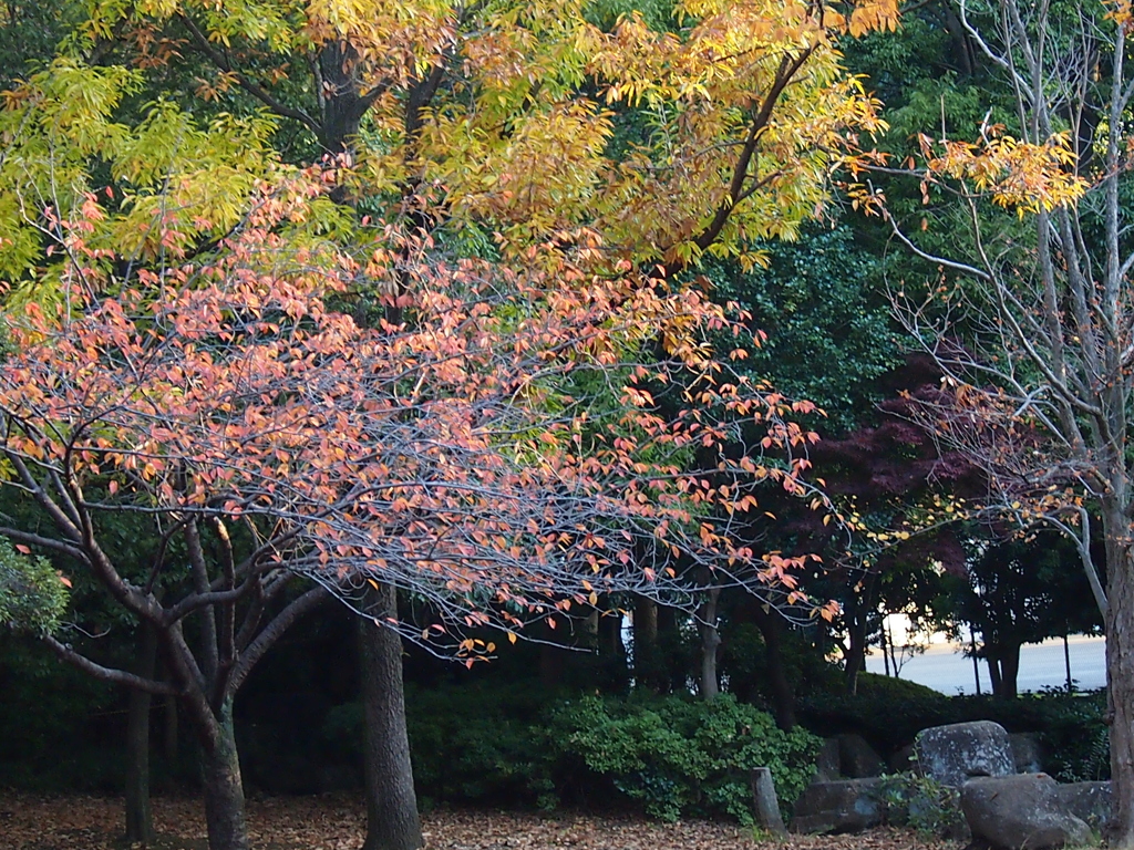 紅葉