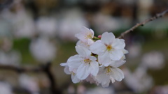 Cherry Blossoms