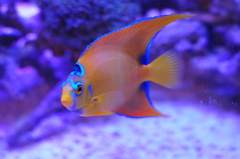 Qeen Angel Fish