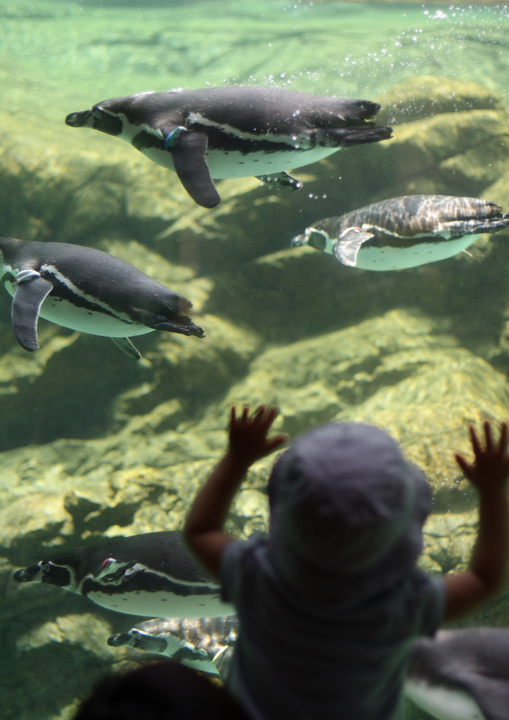 ペンギン水槽