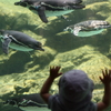 ペンギン水槽
