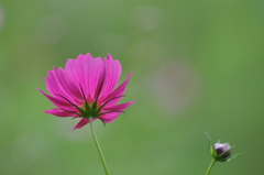 秋桜