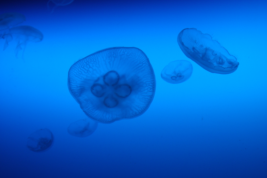 海月