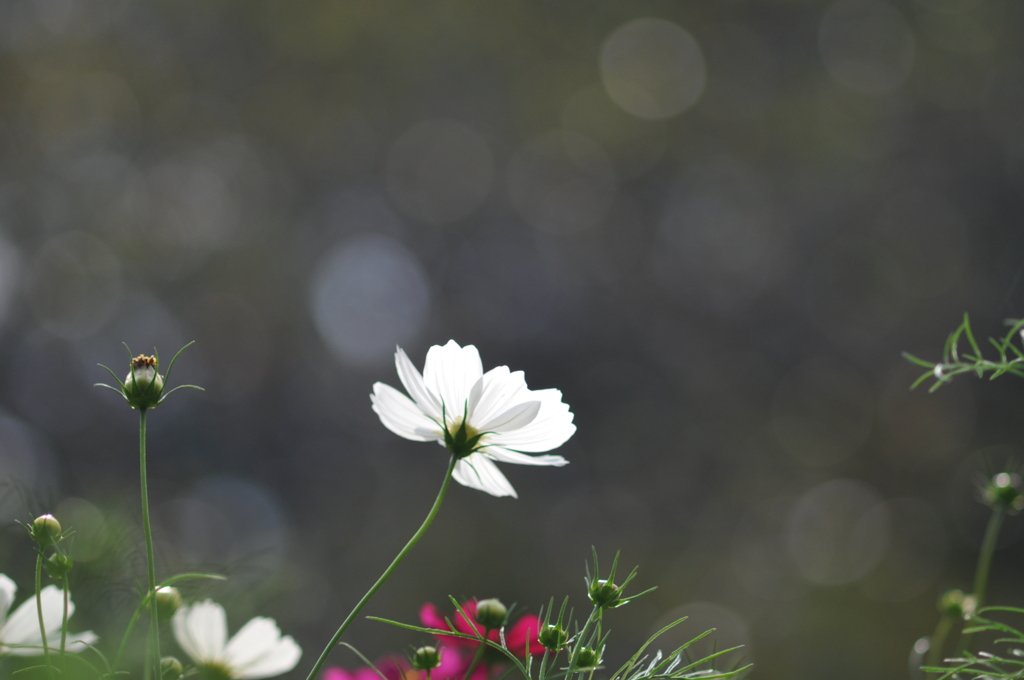 秋桜