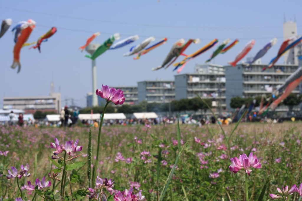 大和レンゲ祭り