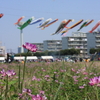 大和レンゲ祭り