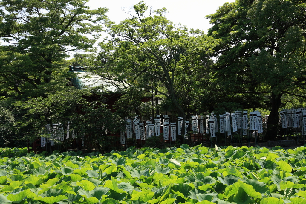 鶴岡八幡宮源平池