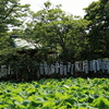 鶴岡八幡宮源平池