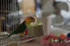 ベジタリアンヌ