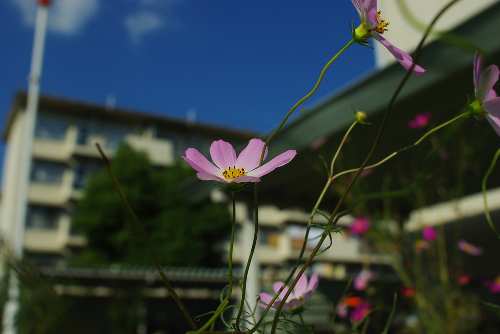 花と空と雲