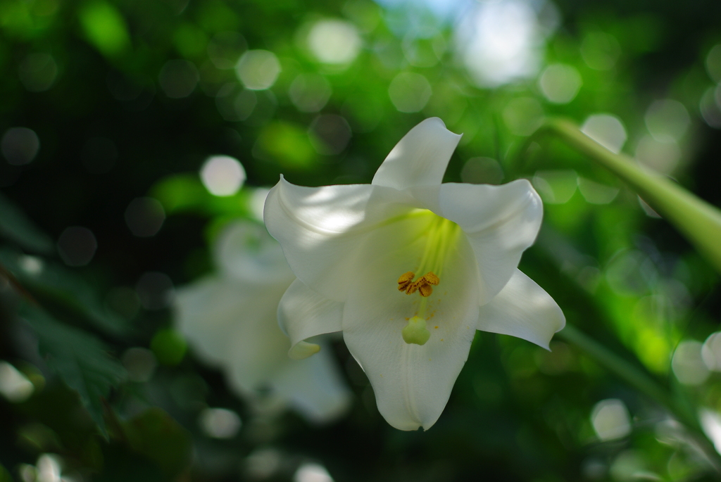 夏の朝の木漏れ日の中で