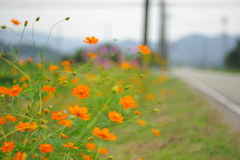 路傍の橙花