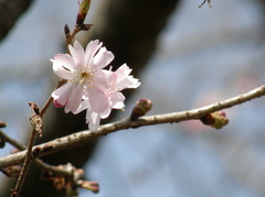 春の寒桜