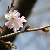 春の寒桜