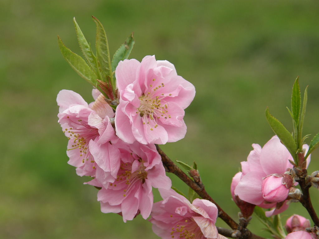 桃の花